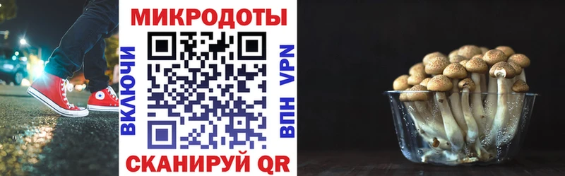 закладки  Себеж  Псилоцибиновые грибы мицелий 
